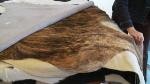 skin-cowhide-rug-mhl